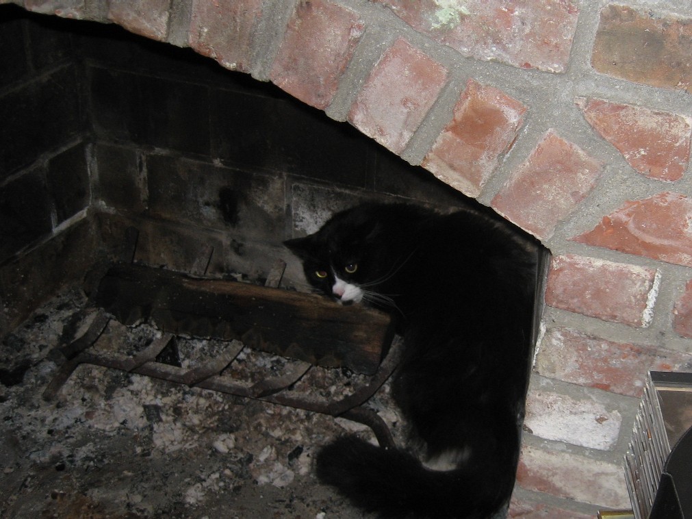 Webster in the Fireplace